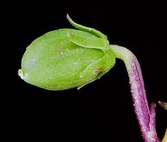 Attēlu rezultāti vaicājumam “Viola uliginosa bud”