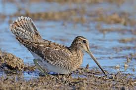 Image result for Gallinago gallinago