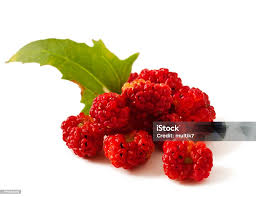 Image result for chenopodium foliosum