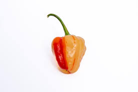 Afbeeldingsresultaat voor peppadew hot pepper