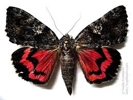 Attēlu rezultāti vaicājumam “Catocala sponsa”