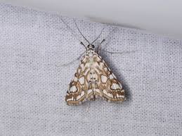 Attēlu rezultāti vaicājumam “Elophila nymphaeata”