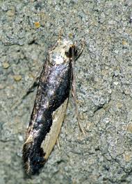 Attēlu rezultāti vaicājumam “Monopis monachella”