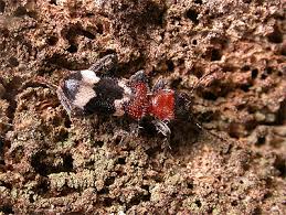 Attēlu rezultāti vaicājumam “Thanasimus formicarius”