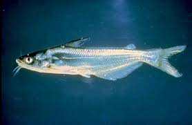 Image result for Ictalurus furcatus