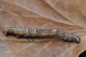 Attēlu rezultāti vaicājumam “Selenia dentaria imago”