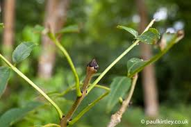 Attēlu rezultāti vaicājumam “Fraxinus excelsior bud”