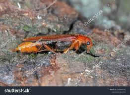 Attēlu rezultāti vaicājumam “Hylecoetus dermestoides male”