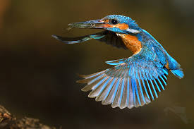 Attēlu rezultāti vaicājumam “Alcedo atthis”