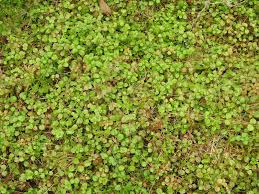 Attēlu rezultāti vaicājumam “Linnaea borealis leaf”