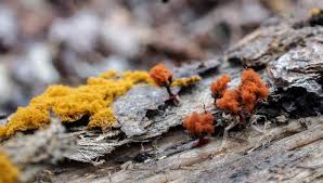 Attēlu rezultāti vaicājumam “Metatrichia vesparia stalked”