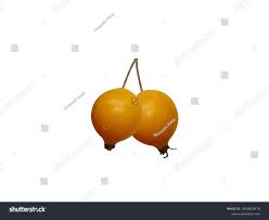 Attēlu rezultāti vaicājumam “Malus mandshurica fruit”