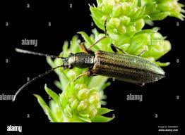 Attēlu rezultāti vaicājumam “Chrysanthia geniculata”
