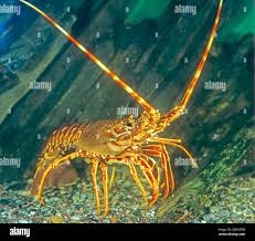 Image result for Palinurus elephas
