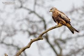 Image result for Milvus milvus