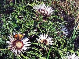 Image result for Silberdistel