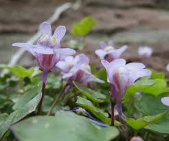 Attēlu rezultāti vaicājumam “Cymbalaria muralis flower”