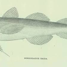 Image result for Boreogadus saida
