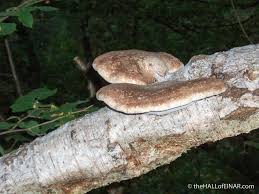 Attēlu rezultāti vaicājumam “Piptoporus betulinus”