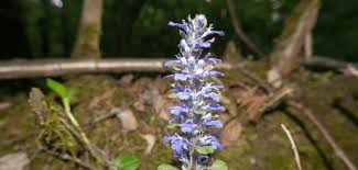 Attēlu rezultāti vaicājumam “Ajuga genevensis flower”