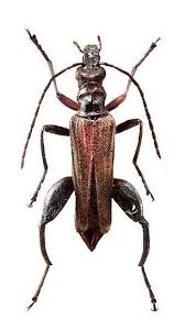 Attēlu rezultāti vaicājumam “Oedemera femorata”