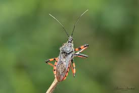 Attēlu rezultāti vaicājumam “Rhynocoris annulatus imago”