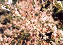 Attēlu rezultāti vaicājumam “Lochmaea caprea”