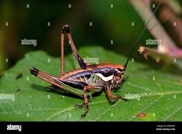 Attēlu rezultāti vaicājumam “Metrioptera brachyptera”