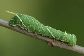 Attēlu rezultāti vaicājumam “Laothoe amurensis”