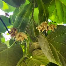 Attēlu rezultāti vaicājumam “Tilia cordata bud”
