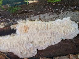 Attēlu rezultāti vaicājumam “Dentipellis fragilis”