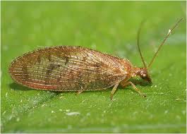 Attēlu rezultāti vaicājumam “Hemerobius perelegans”