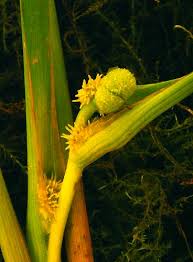 Attēlu rezultāti vaicājumam “Sparganiaceae”