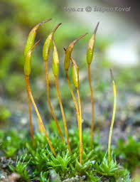 Attēlu rezultāti vaicājumam “Plagiothecium latebricola macro”