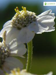 Attēlu rezultāti vaicājumam “Achillea salicifolia”