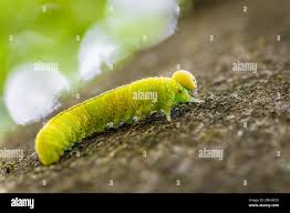 Attēlu rezultāti vaicājumam “Cimbex femoratus larva”