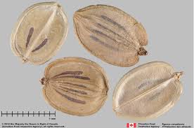 Attēlu rezultāti vaicājumam “Pastinaca sativa subsp. sylvestris fruit”