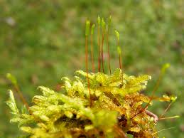 Attēlu rezultāti vaicājumam “Hypnum cupressiforme sporophyte”