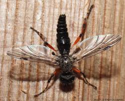 Attēlu rezultāti vaicājumam “Xanthogramma sp. male”