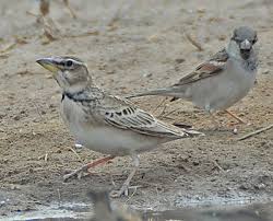 Image result for Melanocorypha bimaculata