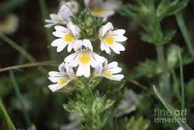 Attēlu rezultāti vaicājumam “Euphrasia”