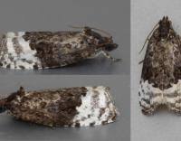 Attēlu rezultāti vaicājumam “Apotomis betuletana”