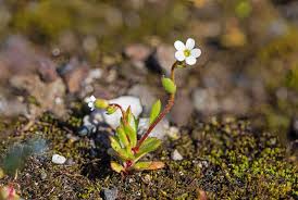 Attēlu rezultāti vaicājumam “Saxifraga tridactylites flower”