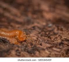 Attēlu rezultāti vaicājumam “Geophilidae”