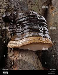 Attēlu rezultāti vaicājumam “Fomes fomentarius”