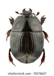 Attēlu rezultāti vaicājumam “Histeridae”