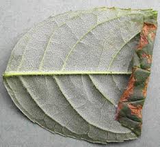 Attēlu rezultāti vaicājumam “Gracillaria syringella larva”