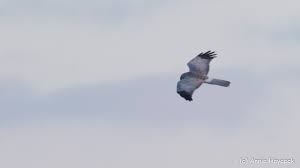 Image result for Pembrokeshire Harriers