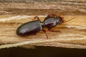 Attēlu rezultāti vaicājumam “Clivina fossor”