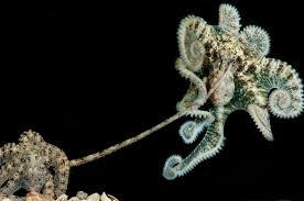 Attēlu rezultāti vaicājumam “Polypogon tentacularius male”